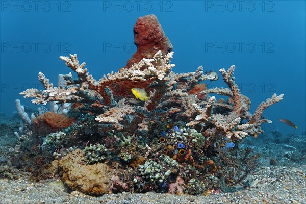Small coral reef with various corals