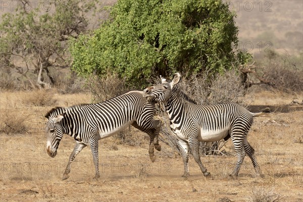 Grevy's Zebras (Equus grevyi)