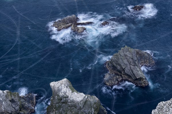 Northern Gannet (Morus bassanus) colony