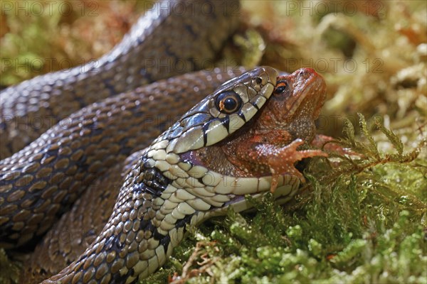 Barred grass snake (Natrix helvetica)