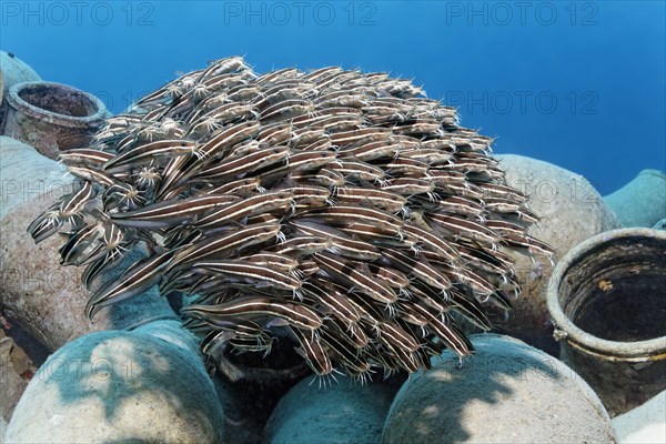 School of Striped eel catfish (Plotosus lineatus) on amphora