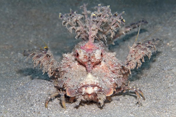 Filament-finned stinger (Inimicus filamentosus)