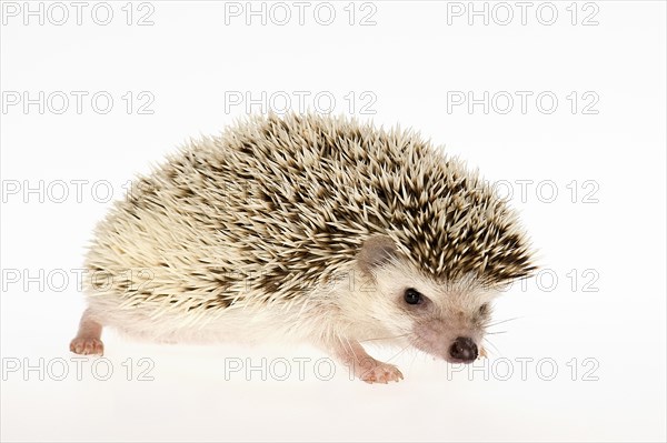 Four-toed Hedgehog or African Pygmy Hedgehog (Atelerix albiventris)