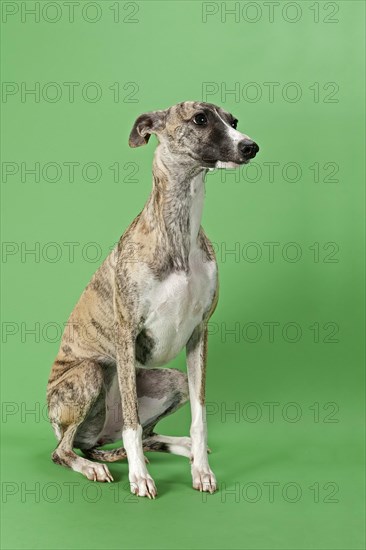 Whippet