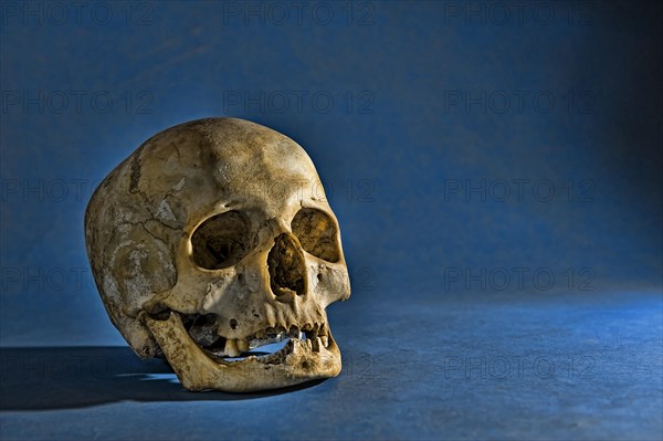 Human skull