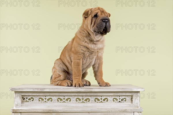 Shar Pei puppy