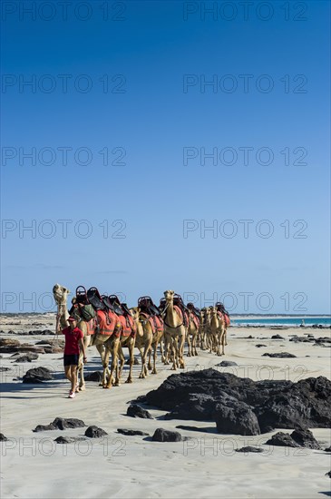 Camels prepared for tourists on Cable Beach