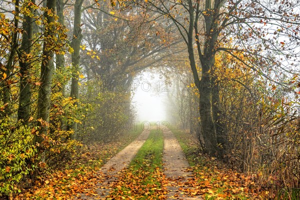 Autumnal view of Marschbahndamm road