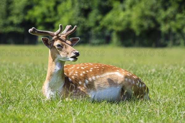 Young Fallow Deer (Dama dama)