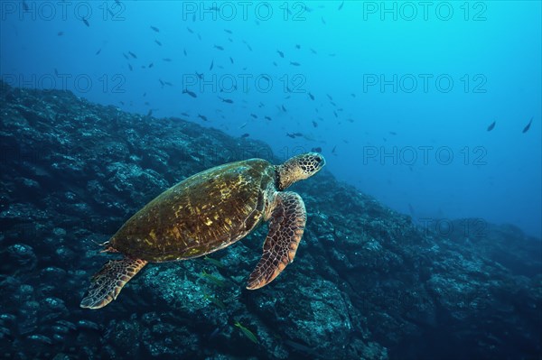 Green sea turtle (Chelonia mydas)