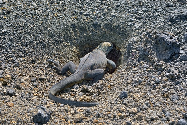 Marine Iguana (Amblyrhynchus cristatus) digging a cave for oviposition