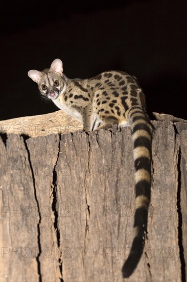 Rusty-spotted Genet (Genetta maculata)