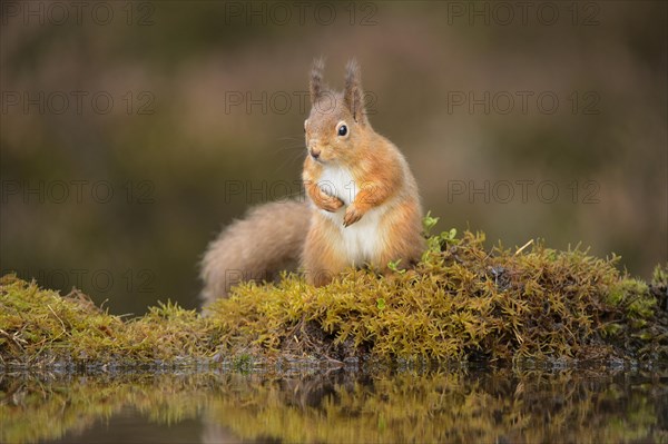 Eurasian Red Squirrel (Sciurus vulgaris) adult