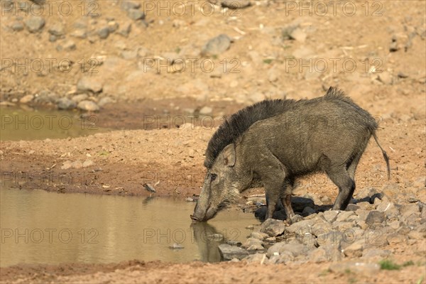 Wild boar (Sus scrofa cristatus)