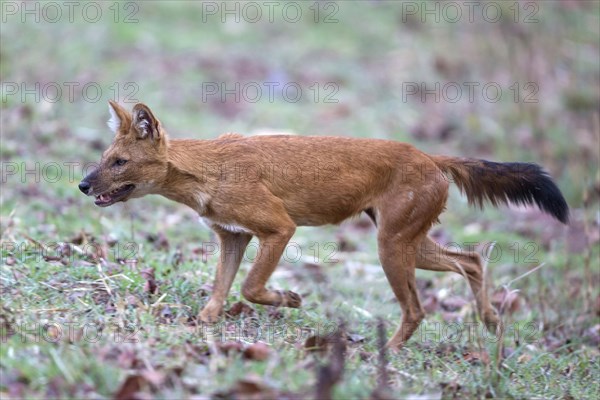 Dhole or Asiatic wild dog (Cuon alpinus)