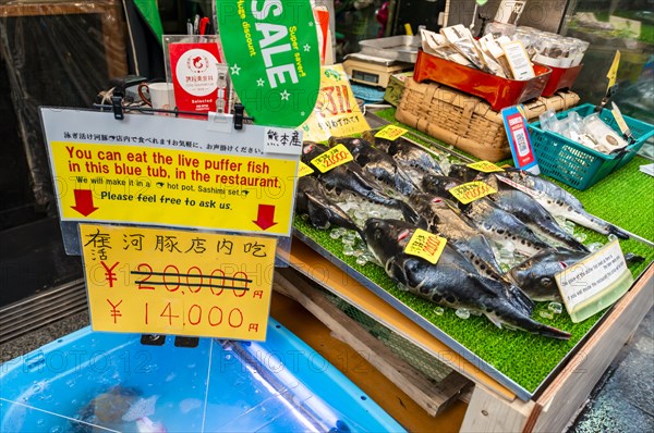 Sales booth with puffer fish