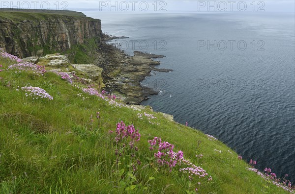 Dunnet Head