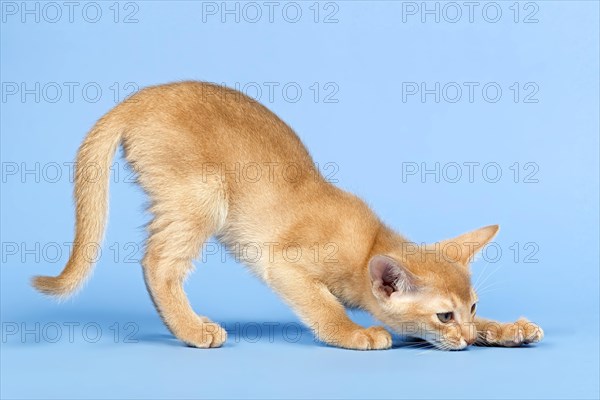 Abyssinian kitten