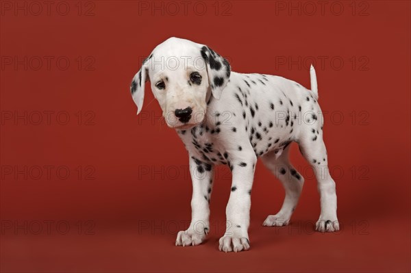 Dalmatian