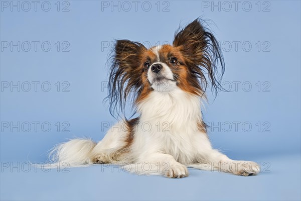 Papillon dog