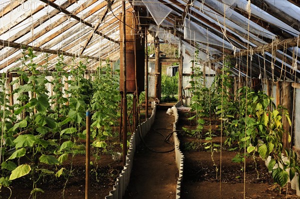 Greenhouse heated by thermal springs