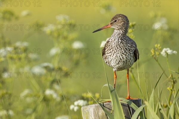 Redshank (Tringa totanus)