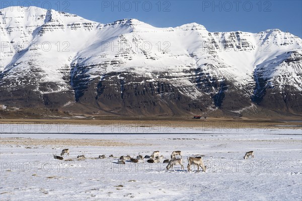 Reindeer (Rangifer tarandus) in front of mountains in winter