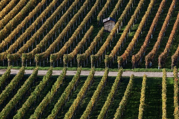 Vineyard in autumn colours