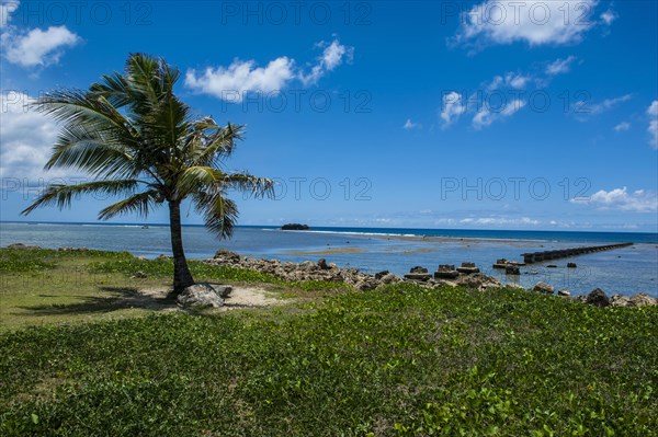 Solitary Palm tree