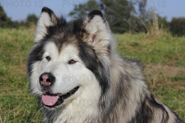 Alaskan Malamute