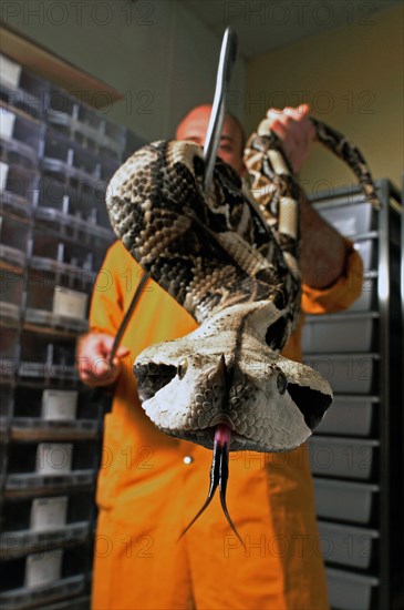 West african gaboon viper (Bitis rhinoceros)