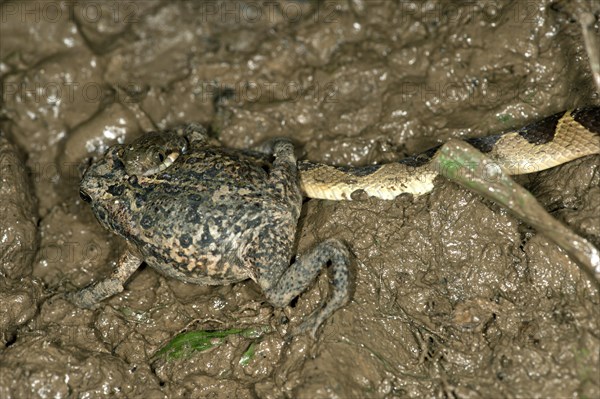 Banded Cat-eyed Snake (Leptodeira annulata) with a Ditch Frog or White-lipped Frog (Leptodactylus) in its mouth