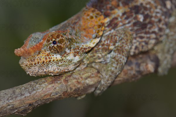 Short-horned Chameleon (Calumma brevicornis)