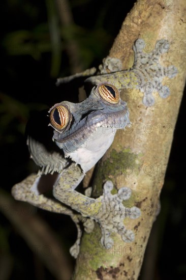 Common Flat-tail Gecko (Uroplatus fimbriatus)