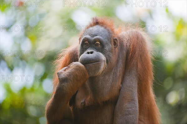 Sumatran Orangutan (Pongo abelii)