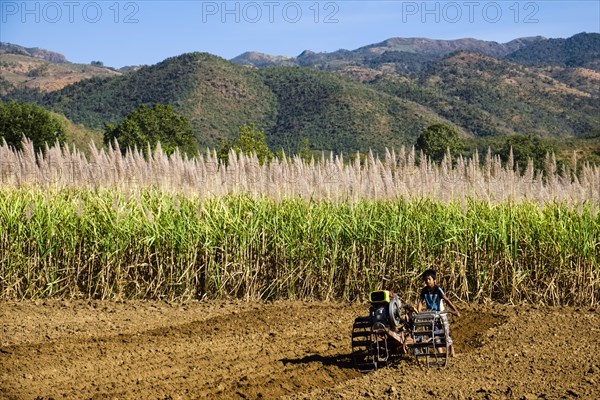 Boy with a walk-behind tractor working on a sugar cane field