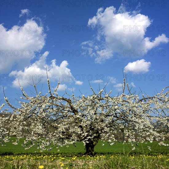 Apple tree