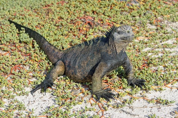 Marine Iguana (Amblyrhynchus cristatus) on Galapagos Carpet Weed (Sesuvium edmonstonei)