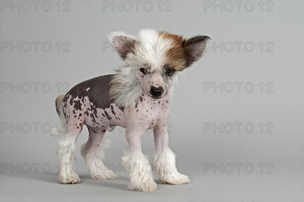 Chinese Crested Dog