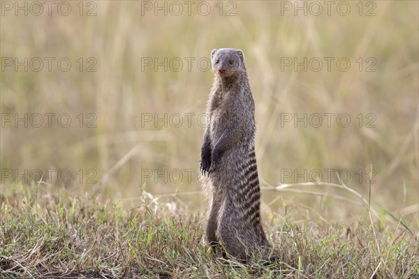 Banded Mongoose (Mungos mungo) adult