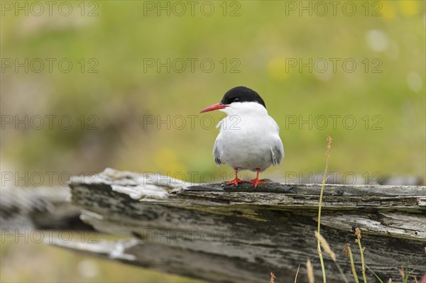 Arctic Tern (Sterna paradisaea) adult