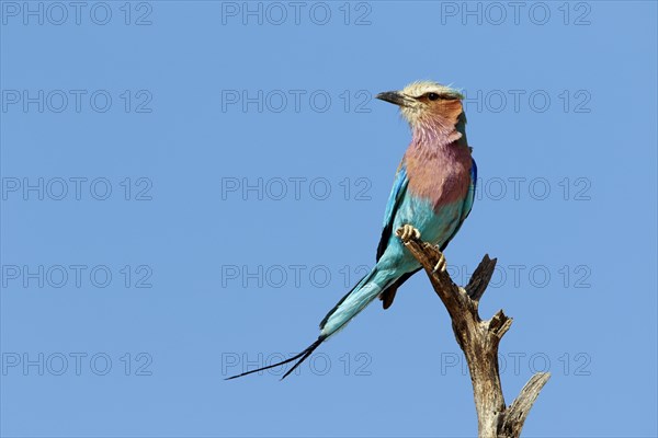 Lilac-breasted Roller (Coracias caudatus) adult