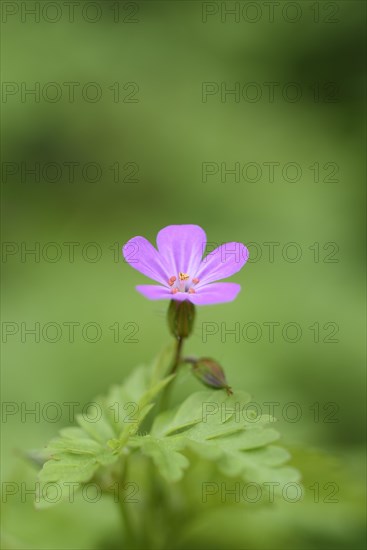 Herb Robert (Geranium robertianum) flowering