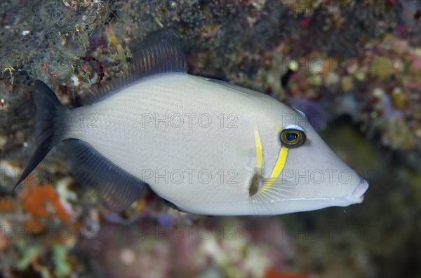 Scythe Triggerfish (Sufflamen bursa)