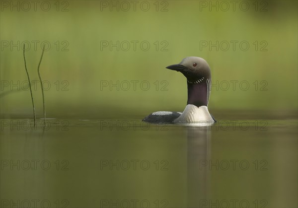 Black-throated Diver (Gavia arctica)