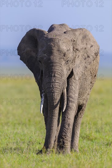 African elephant (Loxodonta africana) in savanna