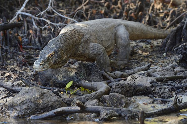 Komodo Dragon (Varanus komodoensis) in the mangrove area of Rinca Island