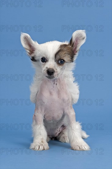 Chinese Crested Dog