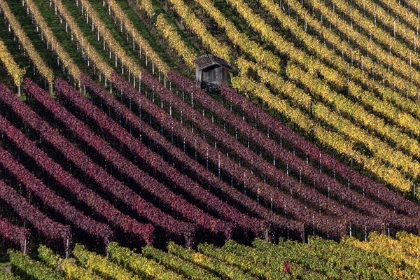 Vineyard in autumn colours