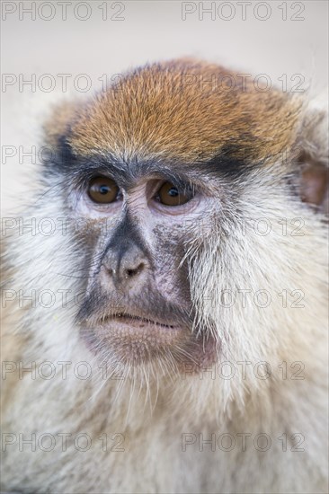 Patas Monkey (Erythrocebus patas)